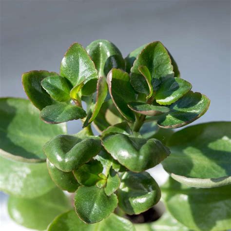 Kalanchoe Blossfeldiana Come Curarla In Casa Villegiardini