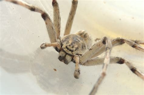 Entelegyne Spiders From Salalah Zufar Oman On May At