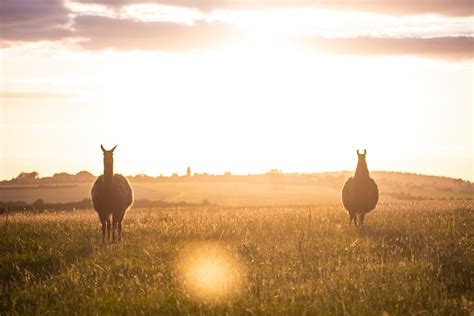 Lama Silhouette Tier Kostenloses Foto Auf Pixabay Pixabay