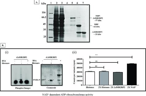 Expression Purification And Enzymatic Characterization Of Ldsir Rp