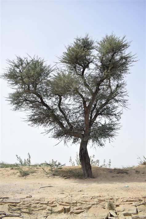 Gratis Afbeeldingen Landschap Boom Natuur Gras Tak Fabriek