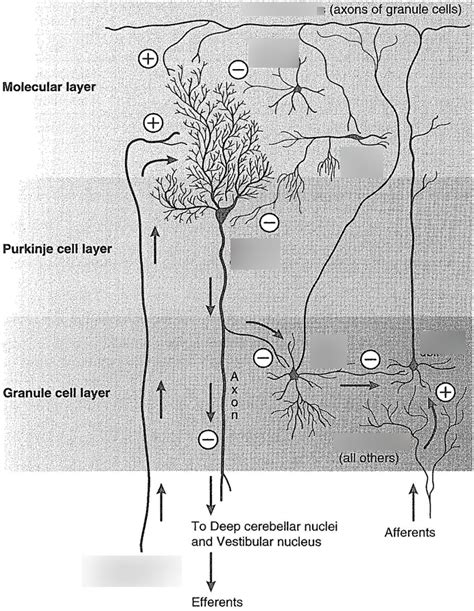 Neuroanatomy Cerebellum Diagram Quizlet