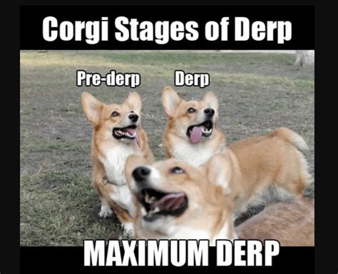 31 Funniest Corgi Jokes Puns Memes And More