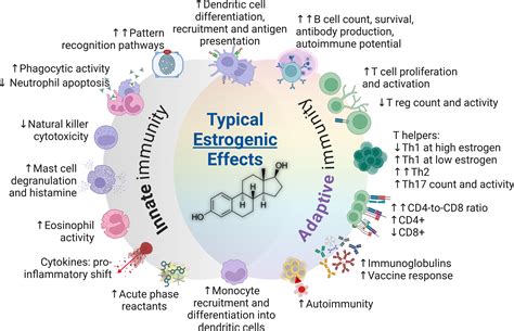 Frontiers Immune Dynamics Throughout Life In Relation To Sex Hormones And Perspectives Gained