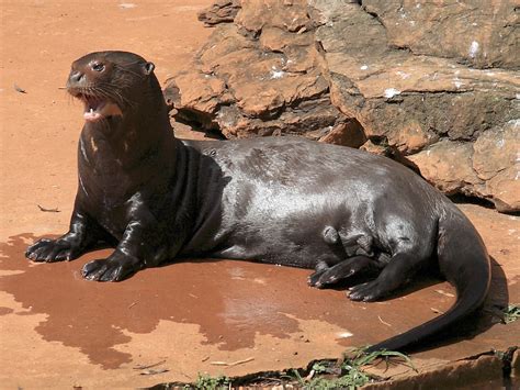 Animal Da Região Norte - A biodiversidade da Região Norte - Fauna e Flora