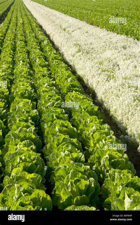 Organic Lettuce Romaine Variety Alyssum Flowering Planted As Aphids