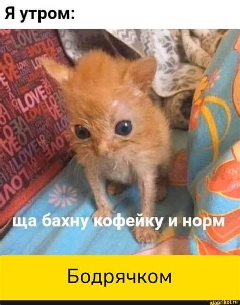 Найдено на АйДаПрикол | Hello memes, Cat memes, Memes