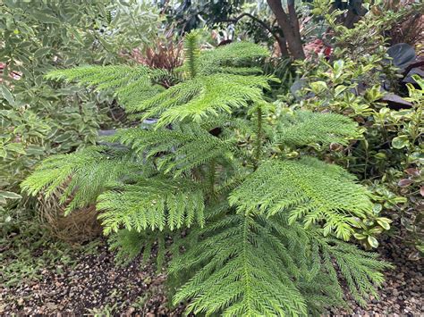 Norfolk Island Pine Your Complete Plant Care Guide