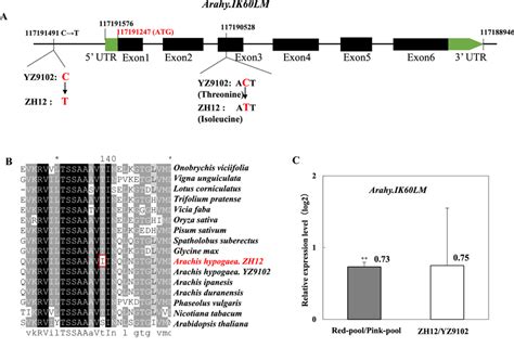 Gene Structure And Expression Analysis Of Candidate Gene A Gene