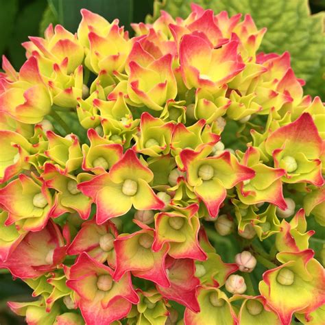 Hydrangea Macrophylla Glam Rock Hydrangea Glam Rock In Gardentags