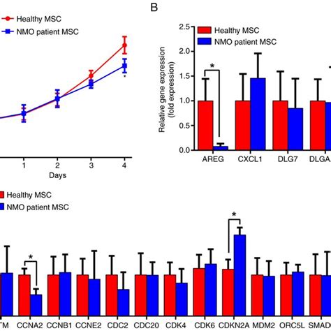 Expression Patterns Of Proliferation And Cell Cycle Associated Genes Of