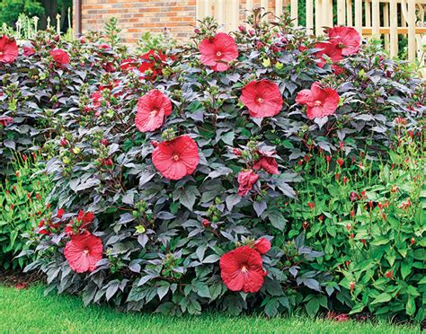 Perennial Hibiscus Foliage