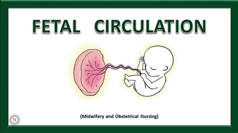 FETAL CIRCULATION Fetal Circulation Before After Birth Midwifery