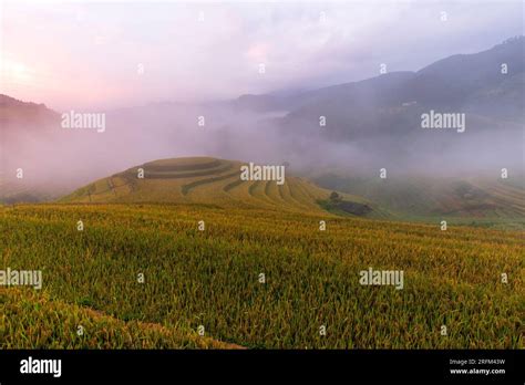 terrace rice field in Vietnam Stock Photo - Alamy