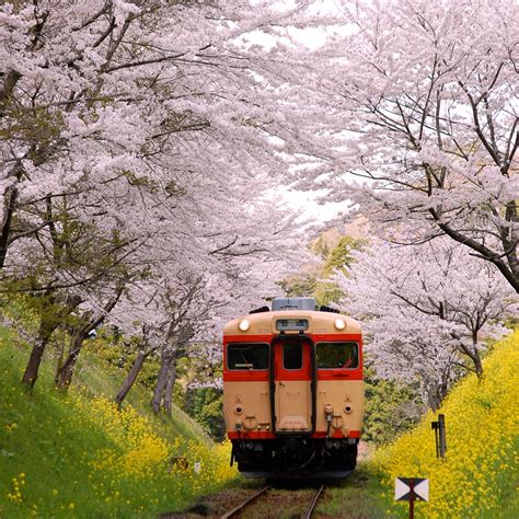 桜トンネル By ペコおやじ （id：3278387） 写真共有サイトphotohito