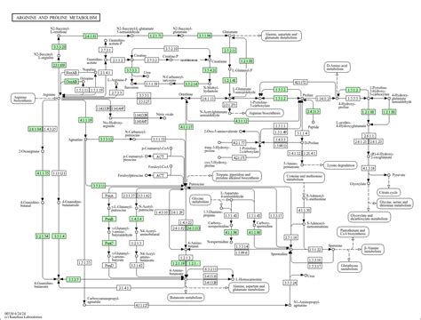 Kegg Pathway Arginine And Proline Metabolism Pseudomonas Putida Kt