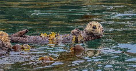 Cannundrums Northern Sea Otter Kenai Peninsula Alaska