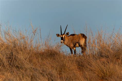 Oryx In The Dry Red Dunes Of The Kgalagadi Transfrontier Park Stock