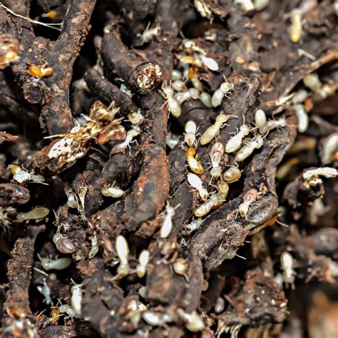 Unwelcome Guests 5 Warning Signs Of Termites In Your Yard