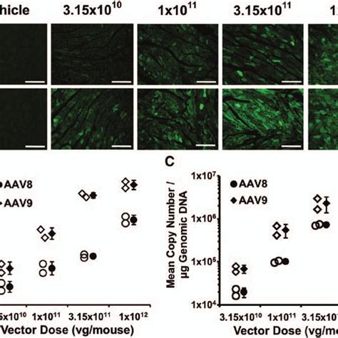 Distribution Of Adeno Associated Virus AAV 8 And AAV9 Mediated Gene