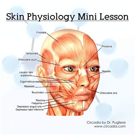 We Should All Know This Facial Muscles Anatomy Skin Anatomy Face