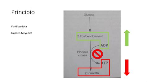 Anemia hemolítica por deficiencia de piruvato cinasa PPT Descarga