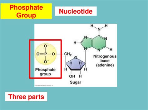 Nucleotides Starter What Is Dna Where Will You Find Dna In A Cell