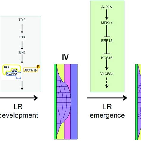 Lr Regulatory Network In Each Developmental Stage Regulatory Network