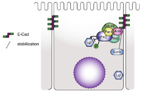 Regulation Of Basolateral Lgl And Stabilization Of E Cad By Scrib In