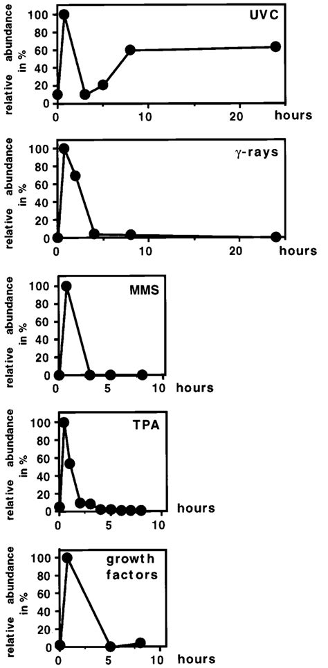 The biphasic induction of c-fos mRNA is specific for UVC irradiation ...