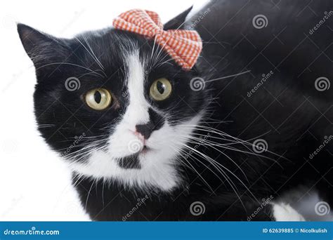 Black Cat With A Bow Stock Image Image Of Animals Fluffy 62639885