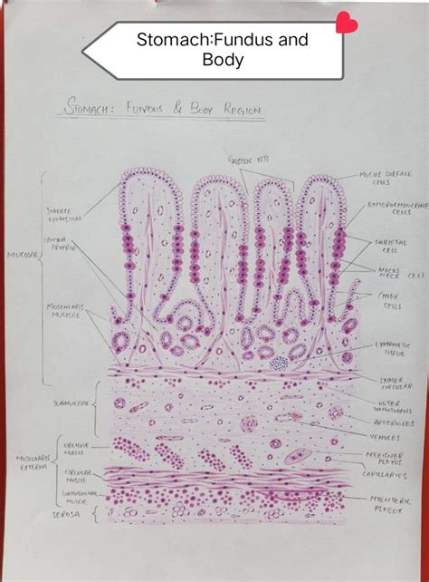 Histology Of Fundus And Body Of Stomach In 2024 Basic Anatomy And