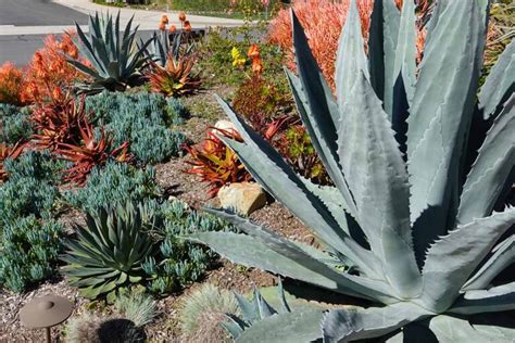 How to Grow and Care for Agave | Gardener’s Path