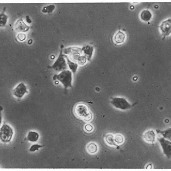 Spreading of BHK cells on chloric acid-treated polystyrene after ...