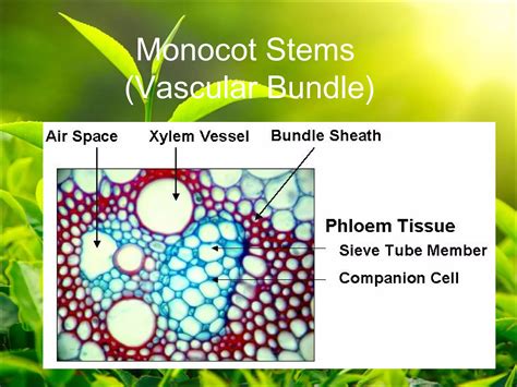 Plant anatomy presentation | PPT