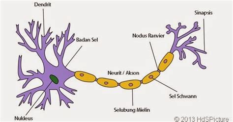 Struktur Dan Fungsi Sel Saraf Penyusun Jaringan Saraf Pada Sistem