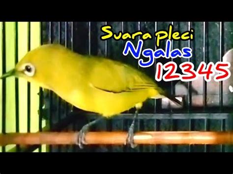 Suara Pleci Ngalas Pasti Ampuh Untuk Pancingan Pleci Agar Buka