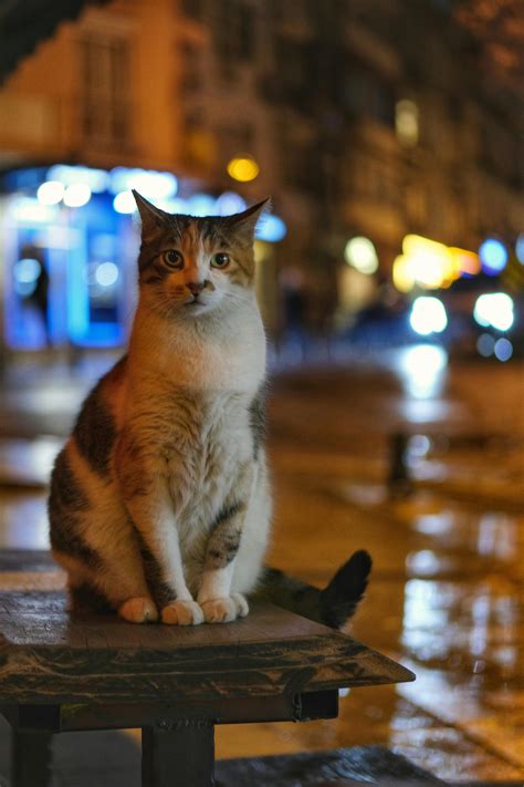 Wet Cat Photos, Download The BEST Free Wet Cat Stock Photos & HD Images