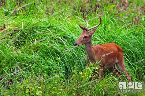 Eld S Deer Panolia Eldii Endangered Deer Species Native To Southeast