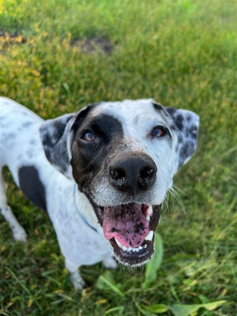 Who We Are — Spot On Dog Training