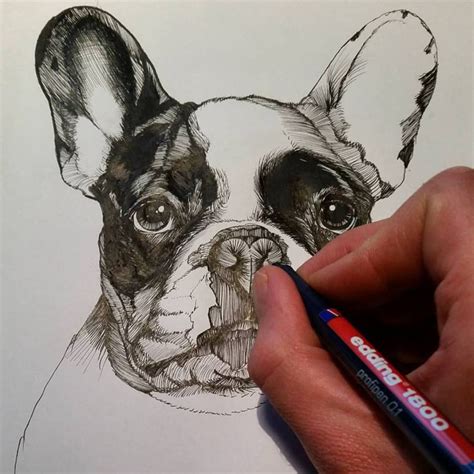 Sketch Sketchbook Frenchie French Bulldog Illustration Jeroen