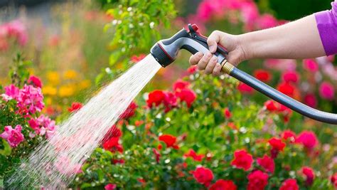 How To Water Plants In Summer