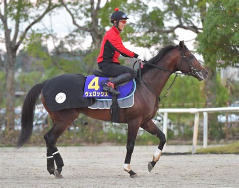 【菊花賞】展開から浮上するのはこの馬だ競馬・レースデイリースポーツ Online