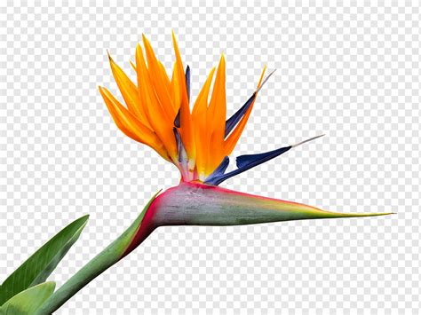 Bird Of Paradise Flower Strelitzia Nicolai Bird Of Paradise Birds Of