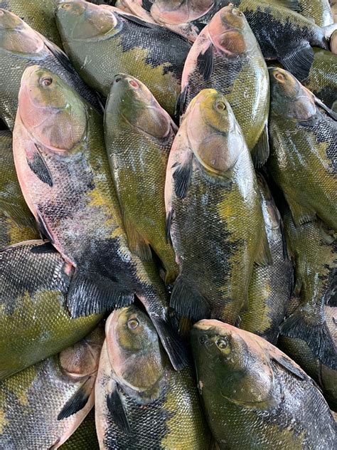 Feira Do Tambaqui Da Fas Seis Toneladas De Peixe Venda Acontece