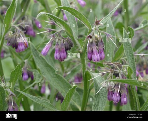 Echter Beinwell Symphytum Officinale Hi Res Stock Photography And