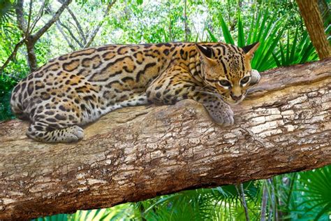 Est El Ocelote En Peligro De Extinci N Causas Y C Mo Progeterlo