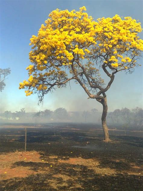 Dry Flowers from the Cerrado | New Writing | Granta Magazine in 2023 ...