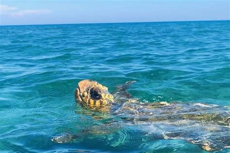 Tripadvisor Zakynthos Passeio De Barco Tartaruga Fundo De