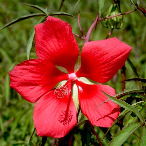 Hibiscus Coccineus Hardy Hibiscus From Sandy S Plants